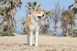 AKITA INU 126